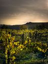 Vignoble en Toscane en Italie avec de belles couleurs de terre par Voss Fine Art Fotografie Aperçu