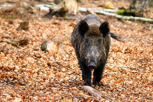 Wild zwijn op de veluwe