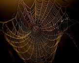 Spinnenweb van Erik Veldkamp thumbnail