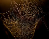 Spinnenweb