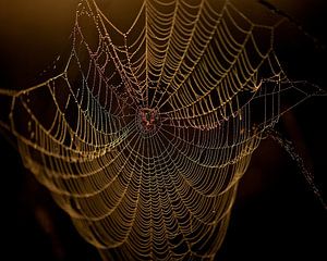 Spinnenweb van Erik Veldkamp
