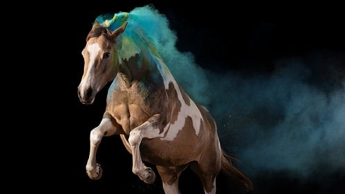 Piebald in motion with turquoise coloured powder (Holypilver) against a black background