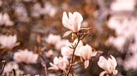 Magnolia van Fotoverliebt - Julia Schiffers thumbnail