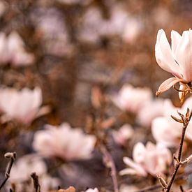 Magnolia van Fotoverliebt - Julia Schiffers