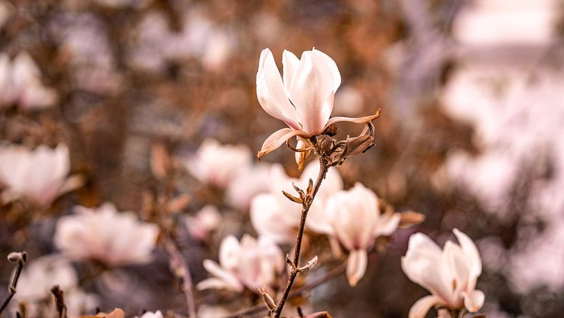 Magnolia van Fotoverliebt - Julia Schiffers