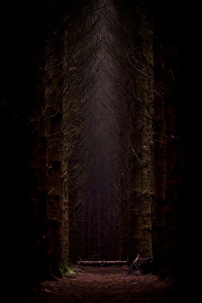 Sacred light by Titus van 't Veer