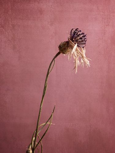 Kornblume