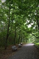 Benches under trees in a park