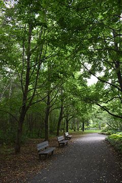 Des bancs sous les arbres dans un parc sur Claude Laprise