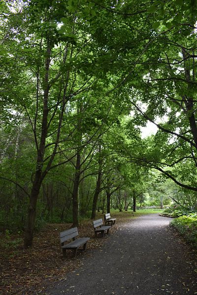 Benches under trees in a park by Claude Laprise