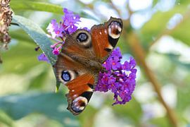 Bunter Schmetterling auf einem Blatt, Blume. Makro