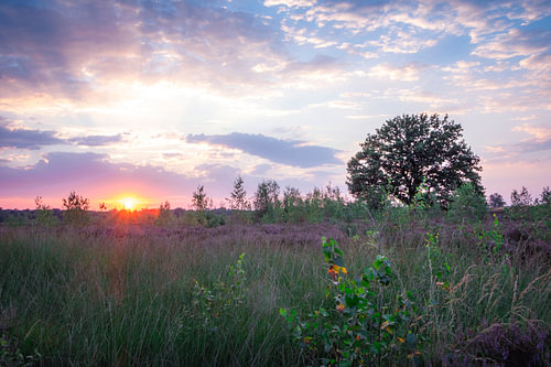 Kalmthout Heath – Blooming Heather at Sunset