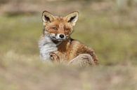 Red fox von Menno Schaefer Miniaturansicht