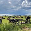 Cows in Friesian pasture behind fence near water tower in Nes by Digital Art Nederland