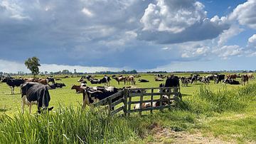 Cows in Friesian pasture behind fence near water tower in Nes