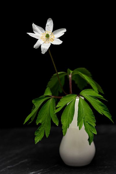 Still Life III - Anemone Single by Uwe Ulrich Grün