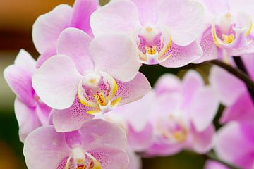 Roze orchidee in bloei van Ivonne Fuhren-van de Kerkhof