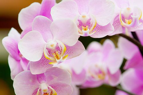 Pink orchid in bloom