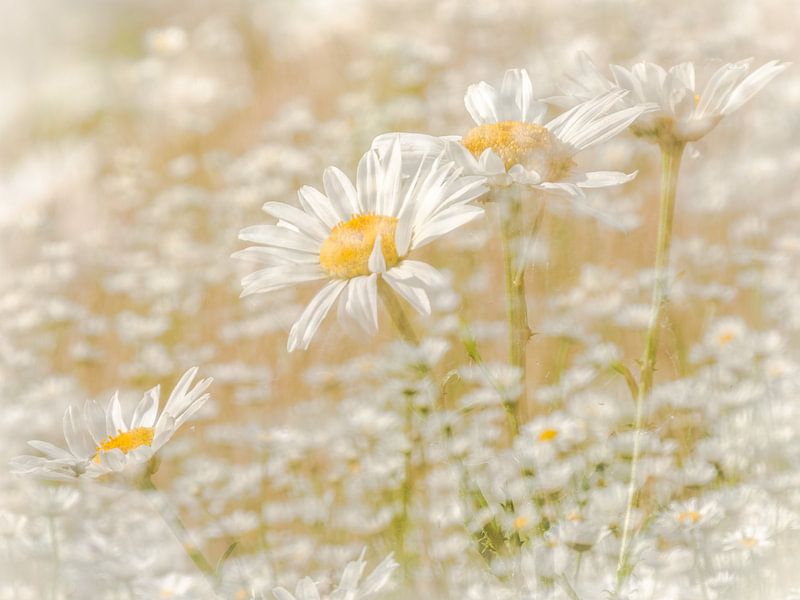 Marguerites by Ron Hermans