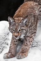 kat lynx strekt zich sierlijk uit, klaar om te springen, op de achtergrond van sneeuw