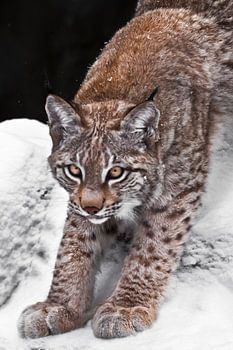 cat lynx gracefully stretches, preparing to jump, on the background of snow
