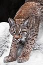 cat lynx gracefully stretches, preparing to jump, on the background of snow by Michael Semenov thumbnail