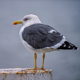 Gelbschenkelmöwe auf einem Anlegepfahl am Kai von Rotterdam von Leon Okkenburg