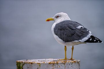 Yellow-legged gull on a mooring post on the quayside of Rotterdam by Leon Okkenburg