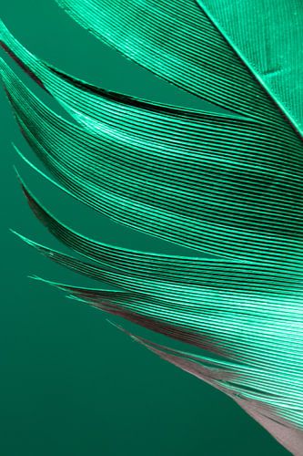 Fountain Pen in Colour