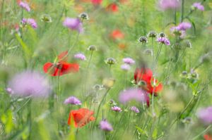 Ein fröhlicher Feldstrauß mit Mohnblumen und Taubenschlag