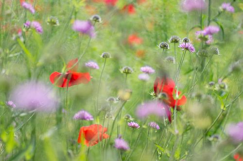 Een vrolijk veldboeket met klaprozen en duifkruid