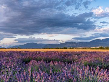 Eindeloze lavendelvelden in the provence, frankrijk van Hillebrand Breuker