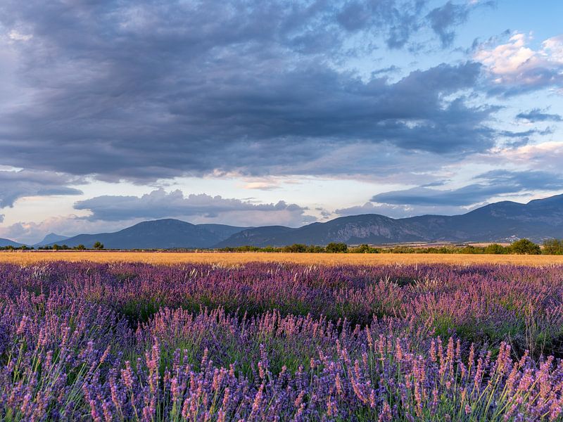 Champs de lavande à perte de vue en provence, france par Hillebrand Breuker