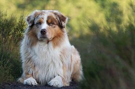 Australian Shepherd by Caren Appelman