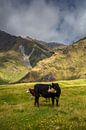 Bewakers van de Rob Roy Glacier Valley van WvH thumbnail