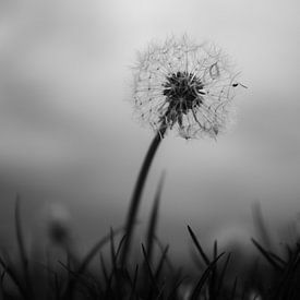 Dandelion in the storm by Anouk Klomps