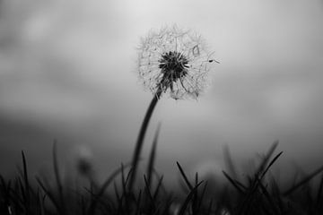 Paardenbloem in de storm van Anouk Klomps