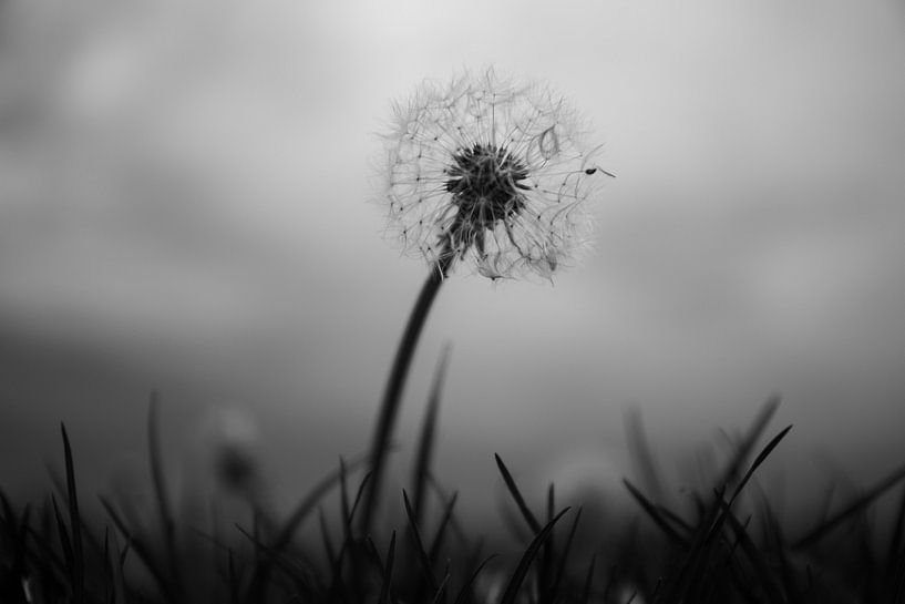 Dandelion in the storm by Anouk Klomps