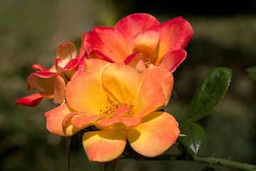 a yellow red rose on a green hazy background by W J Kok