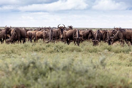 Kusse wilderbeasts op de Serengeti van Stories by Dymph