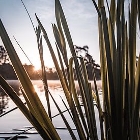 Zon op het water van Renske Spijkers