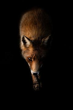 Low key fox by Danielle van Doorn