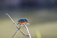 Fische fangen
