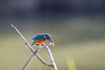 Attraper des poissons