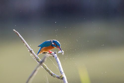 Attraper des poissons