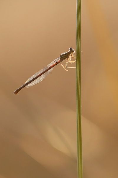 Breedscheenjuffer van Karin van Rooijen Fotografie