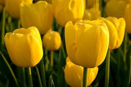 gele tulpen by marco broersen
