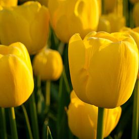 gele tulpen sur marco broersen