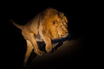 lion on a black background. sneaking up the hill. A powerful lion male with a chic mane ide illumina by Michael Semenov