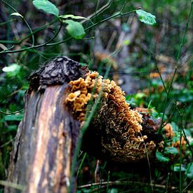 mushroom by Claudia Bouman